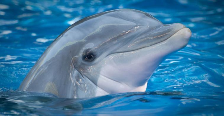 门牙看过大鱼海棠之后你们是不是想吃海豚肉了