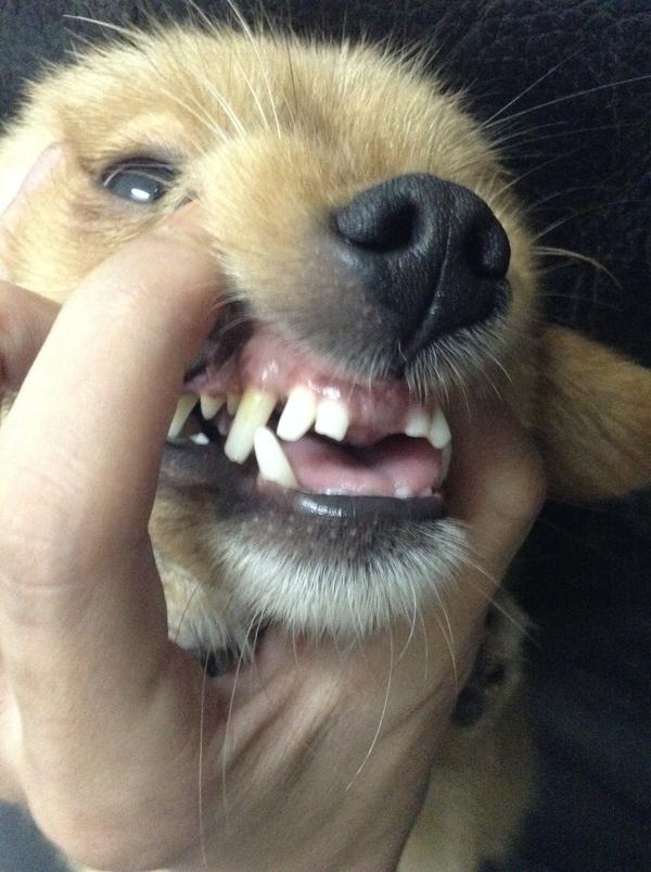 跑回来,一瞅,这货上面两颗前门牙直接连根断了,边上4颗小门牙拦腰折断