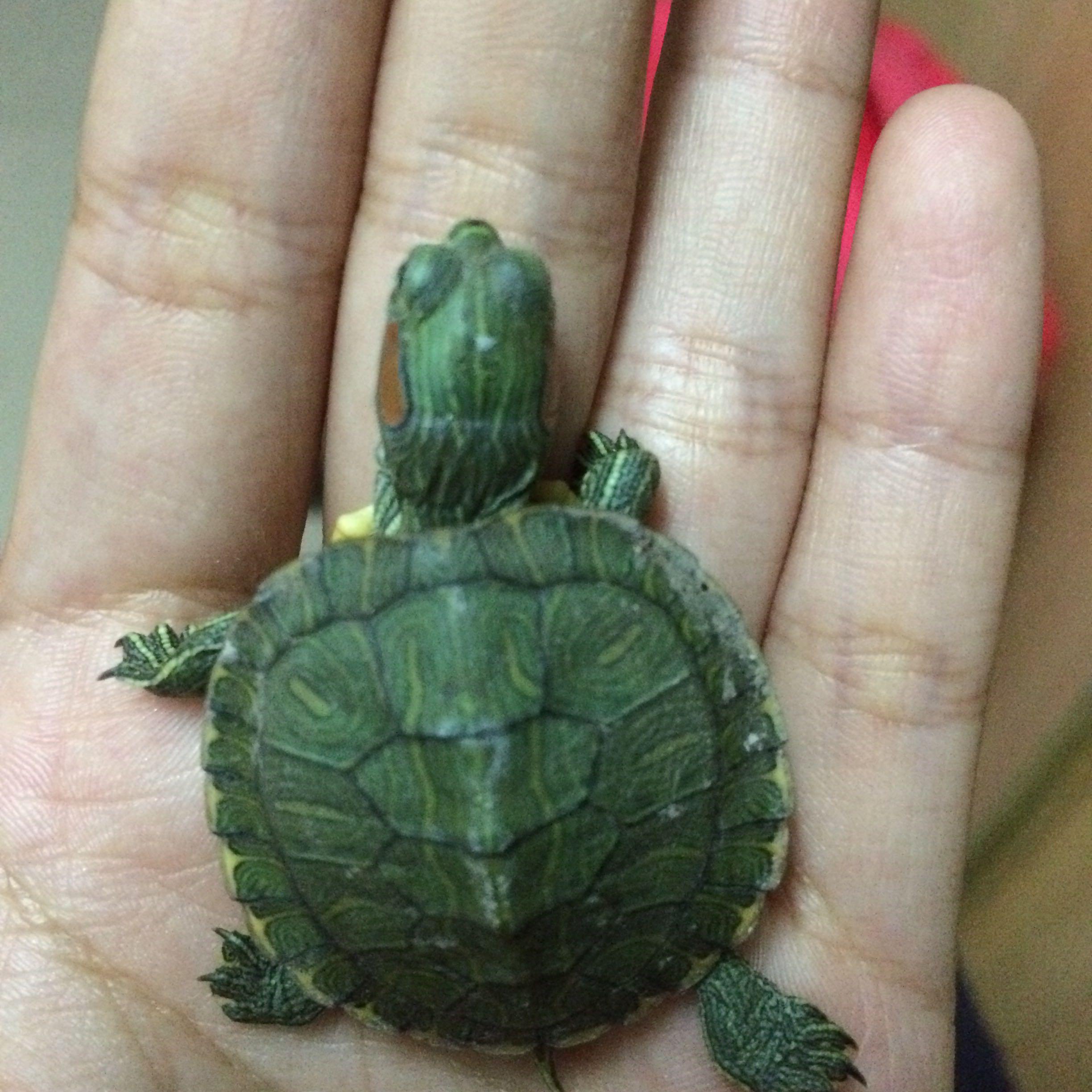 乌龟在宿舍爬丢了怎么找? - 动物叫声 - 知乎