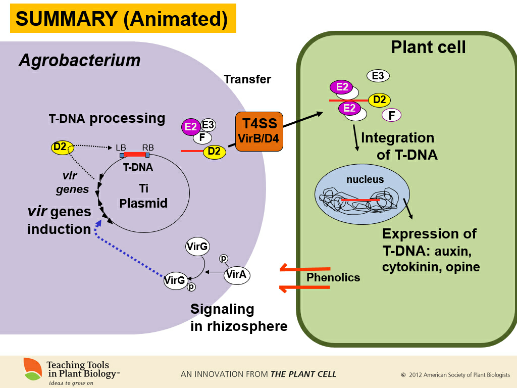 农杆菌转化法中ti质粒中的tdna是如何插入目标染色体的dna中的