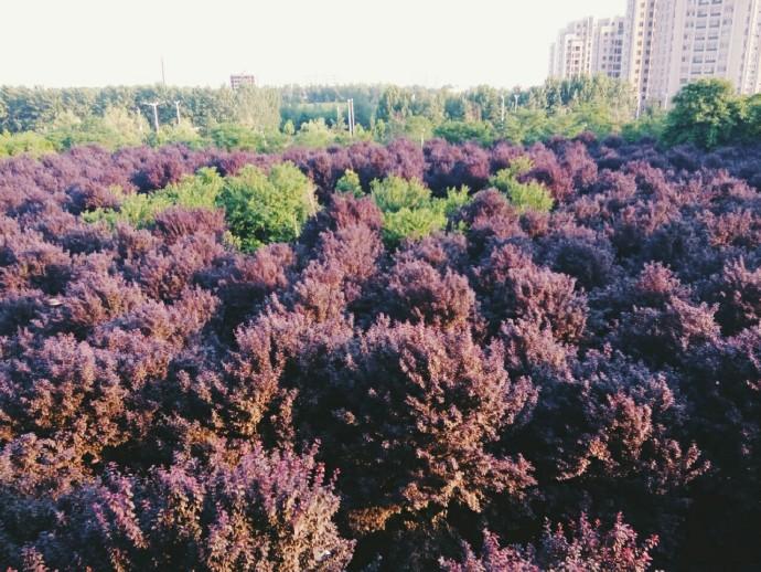 在邓州市第一高级中学就读是什么样的体验? -