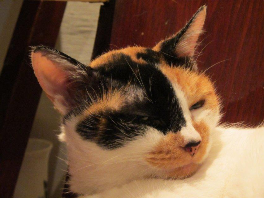 给猫吃什么好?猫粮?进口?国产?猫饭? - 黄生的