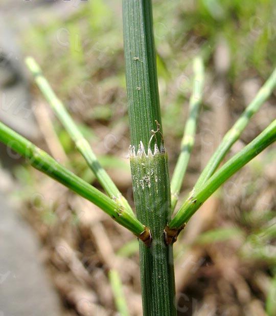 小的时候在东北,有一种草,叫锉草,由于它是一根根空心的管状的草茎