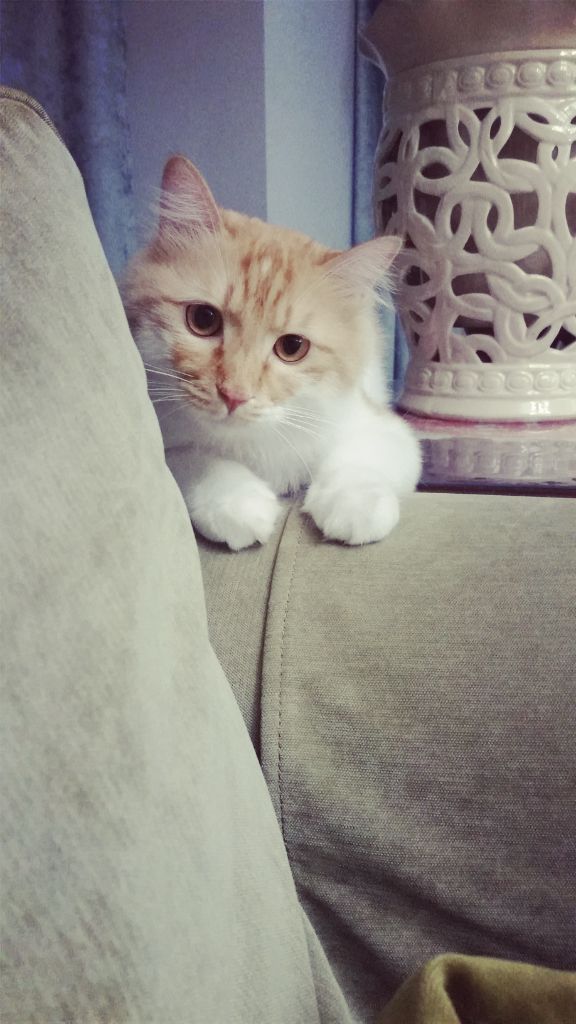 养猫以后你后悔过吗? - 阿蛋的回答 - 知乎