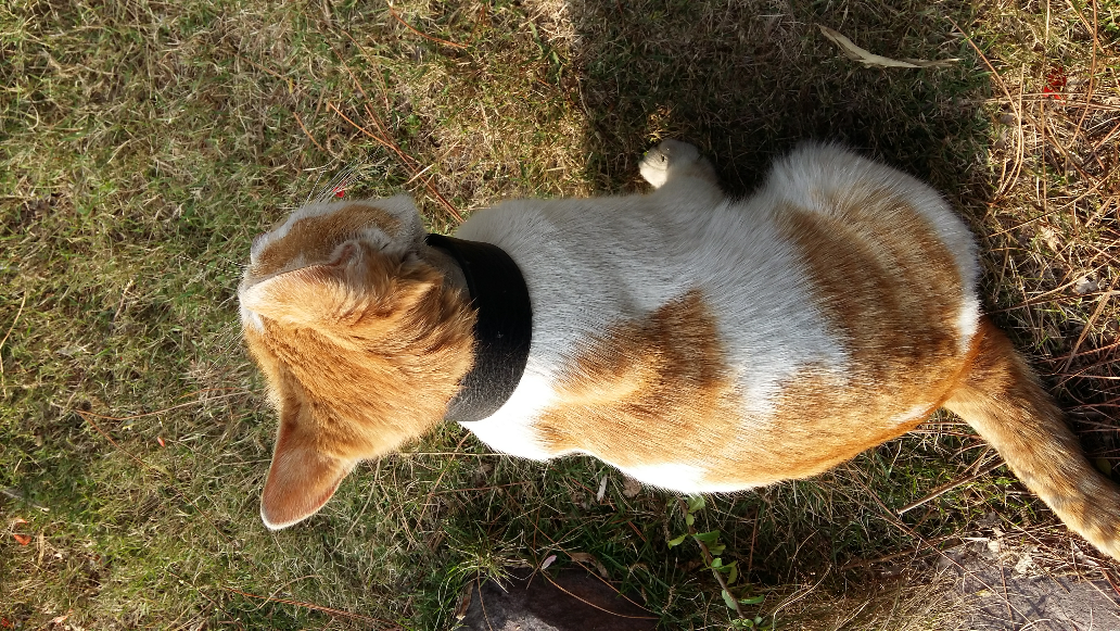 为什么有人遛狗,却没看到有人溜猫。换句话说