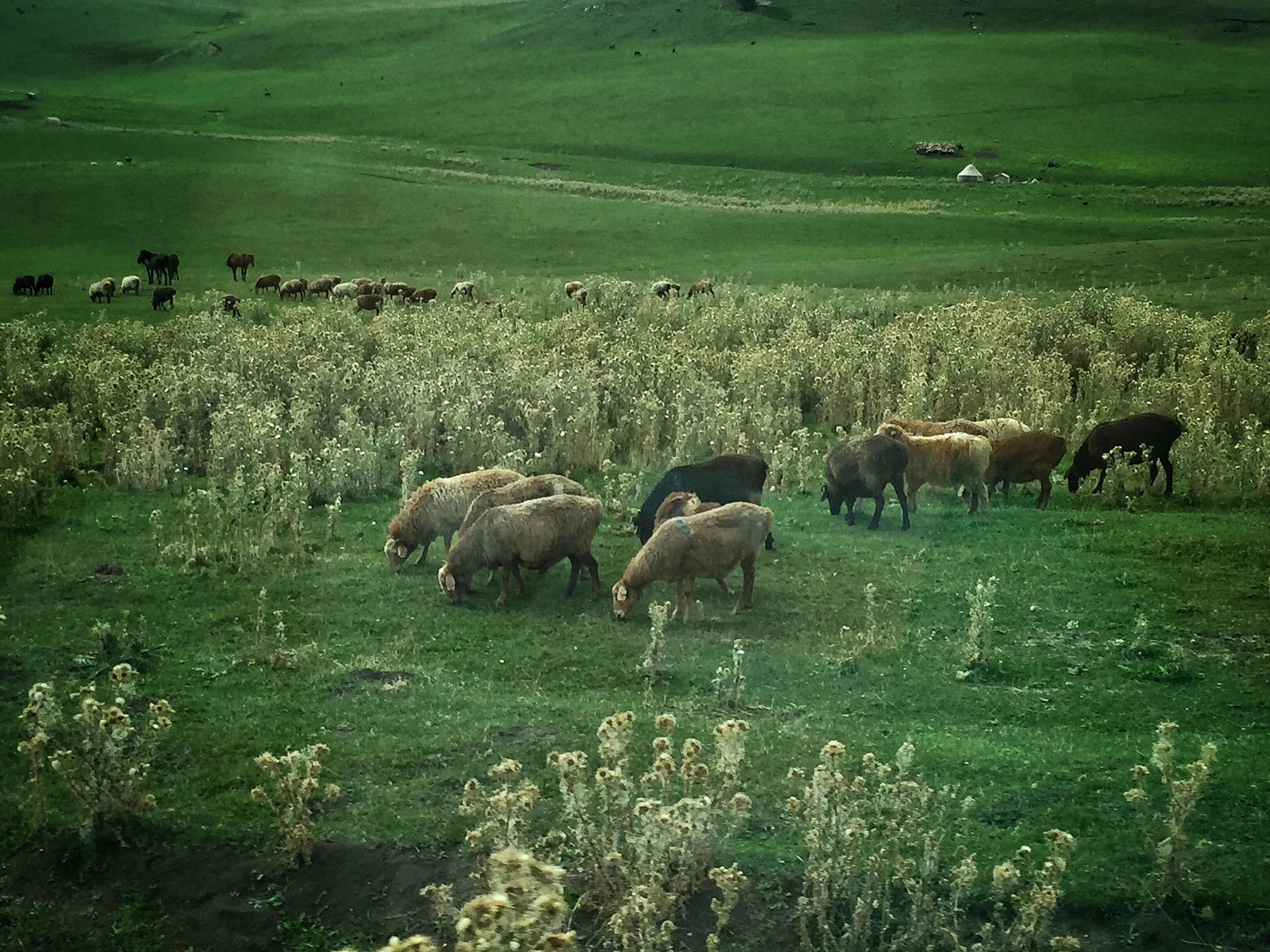 北疆八千里自驾全攻略中