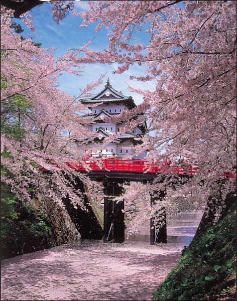 四月十八去日本,哪里还能看到樱花? - 狄怖坏的