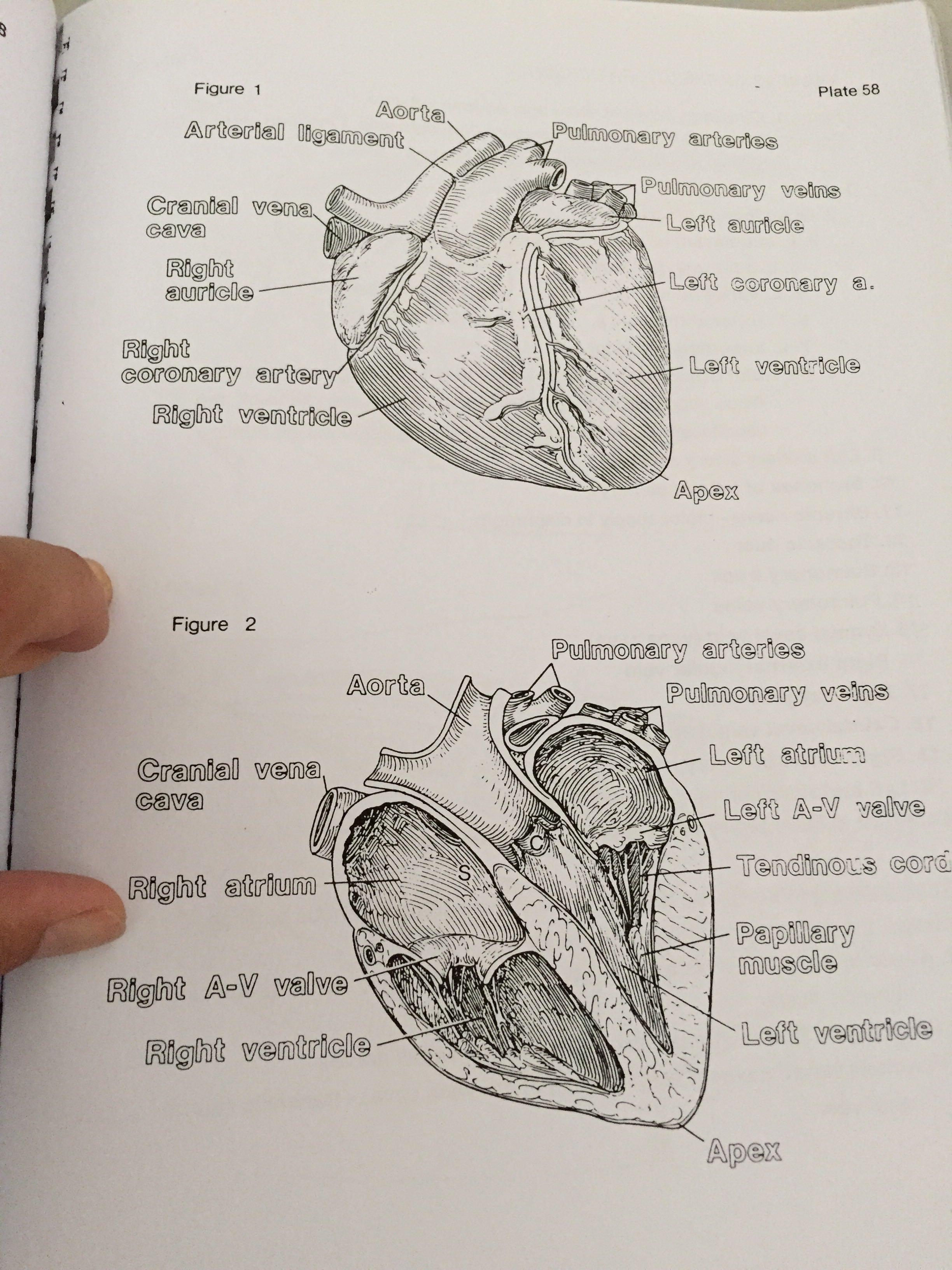 PPT:心脏的解剖结构及传导系统|传导|结构|解剖|心脏|-健康界