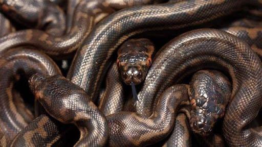 于是乎就出现了多头蛇这种人类文明共有的神话生物,让蛇的设定更加