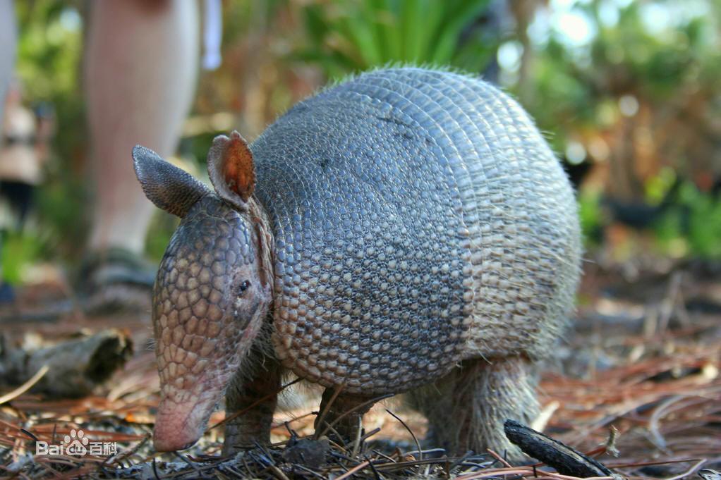 都见过这一段:又南三百八十里,曰余峨之山,其上多梓楠,其下多荆杞
