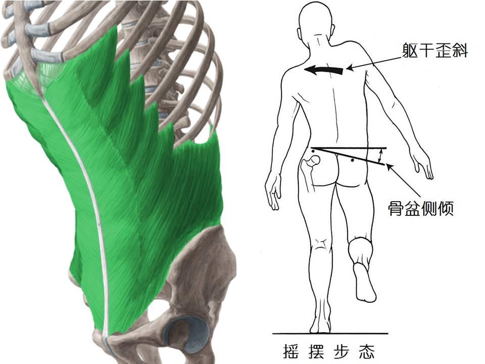 平板支撑 (Plank) 锻炼腹肌真的有效吗? - 田宇的