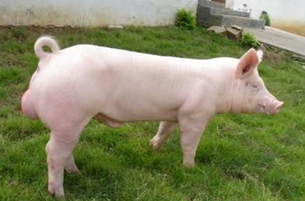 苏白猪(兼用型)脂肪兼瘦肉