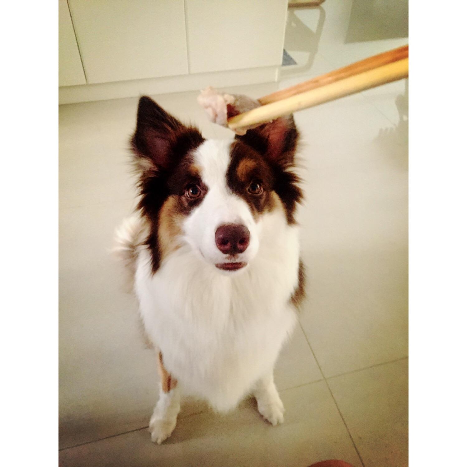 边牧智商高的表现?心眼多的表现? - Monkey L