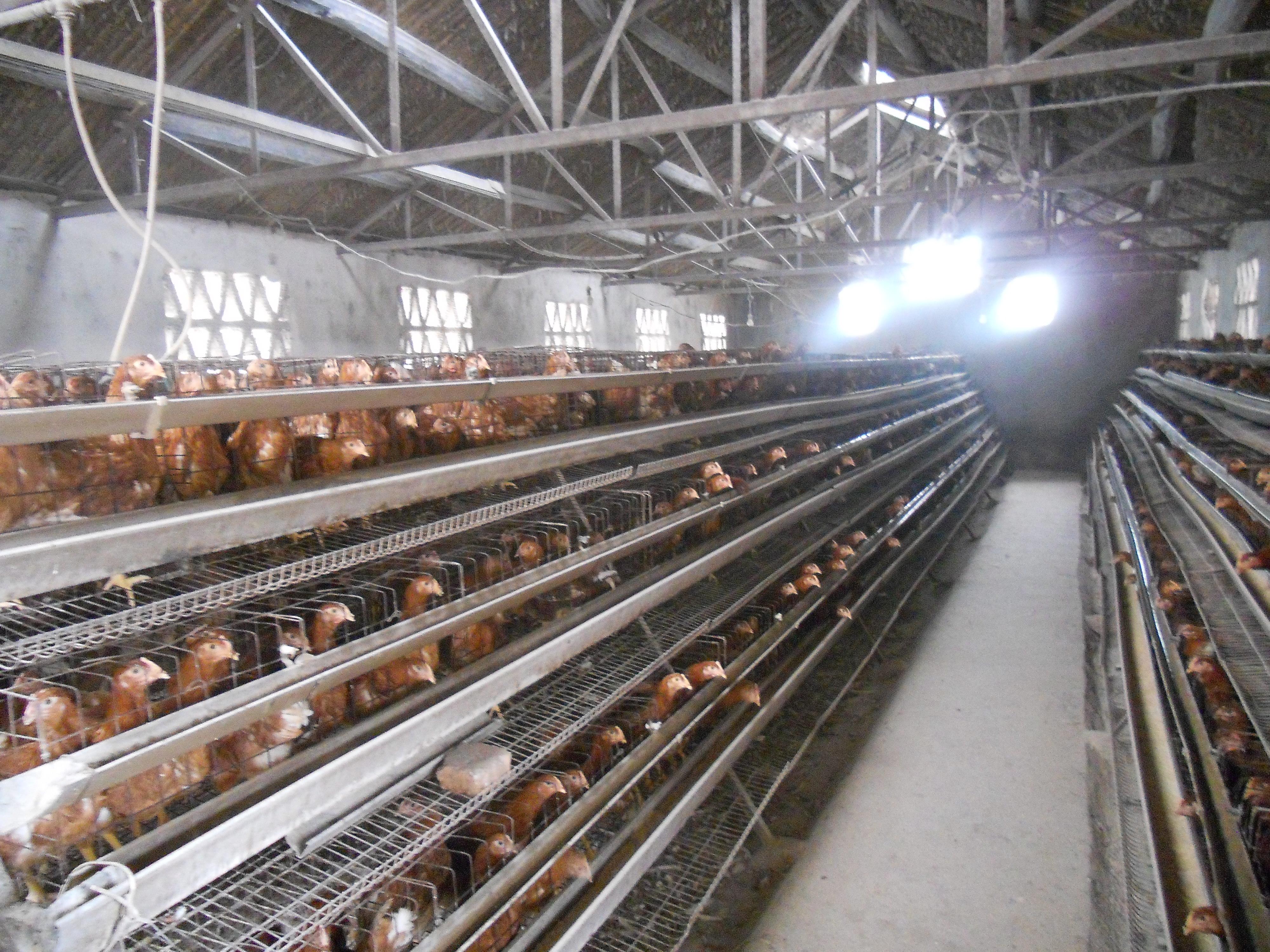 家里有个小型养鸡场(蛋鸡),试着从小型养殖户的角度回答一下.