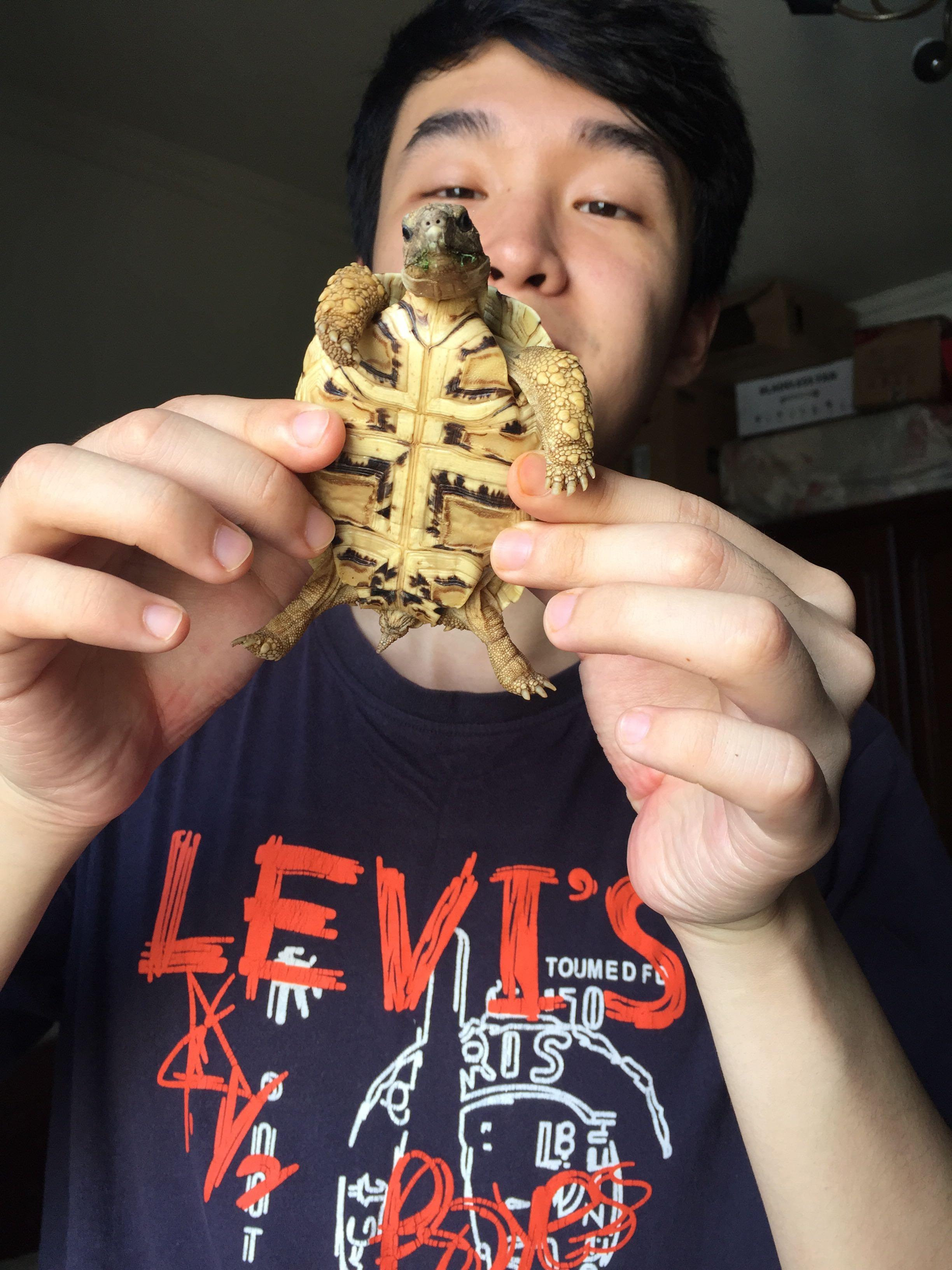 乌龟眼里的世界是什么样子的?