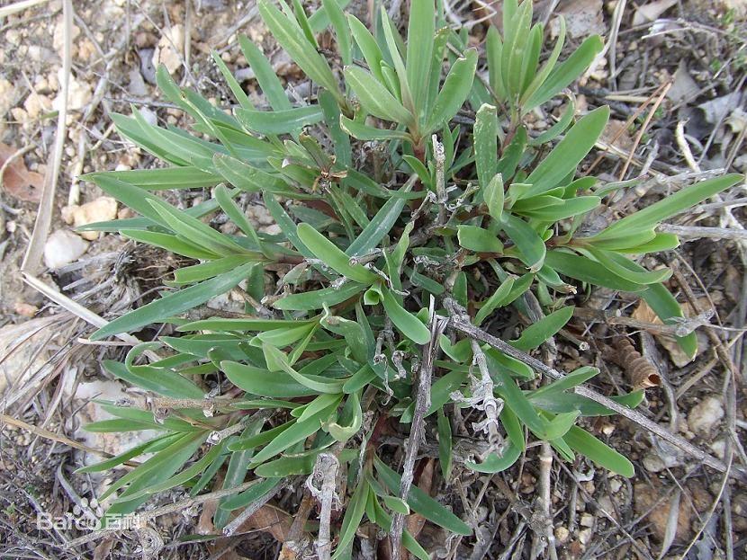 你吃过什么野菜