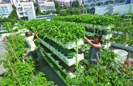 围农夜话八我们一起来做一个屋顶阳台菜园