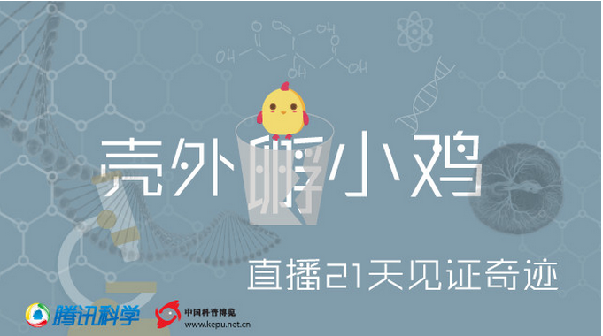 如何看待玻璃杯中孵小鸡?一个日本综艺引发的