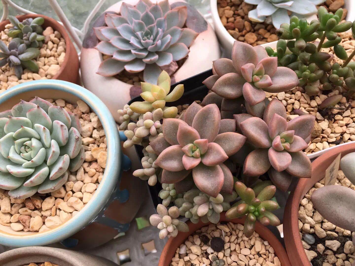 有哪些好看好养的多肉,新手入坑应该养哪些?