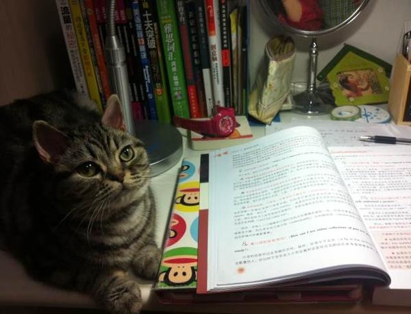 我考雅思 熬夜看书 它突然默默的跳上书桌 找了那么一小块儿地方趴着陪我