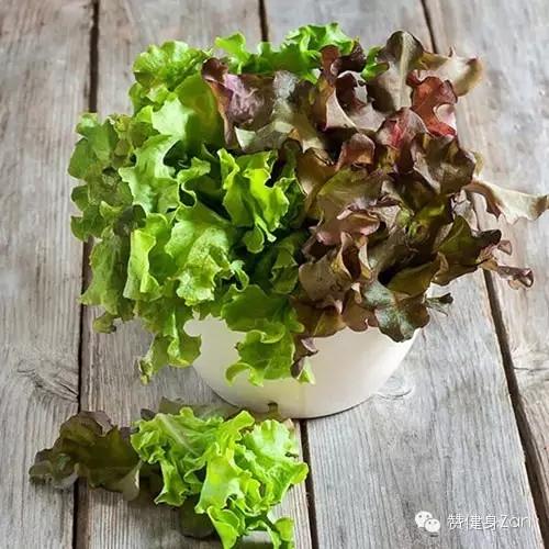④松叶生菜(loose-leaf lettuce)