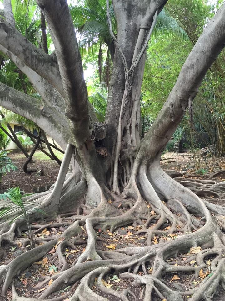 度蜜月选哪个国家比较好?比如:塞班、毛里求斯