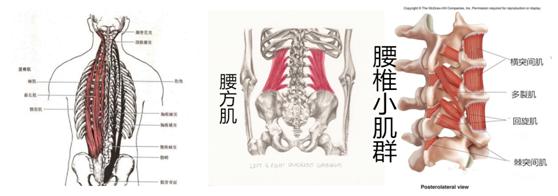 腰肌劳损正确的康复方法是什么？ 知乎