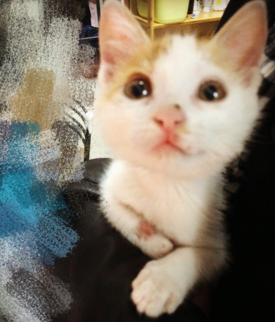 猫咪太闹腾并且咬人挠人不知轻重怎么办?