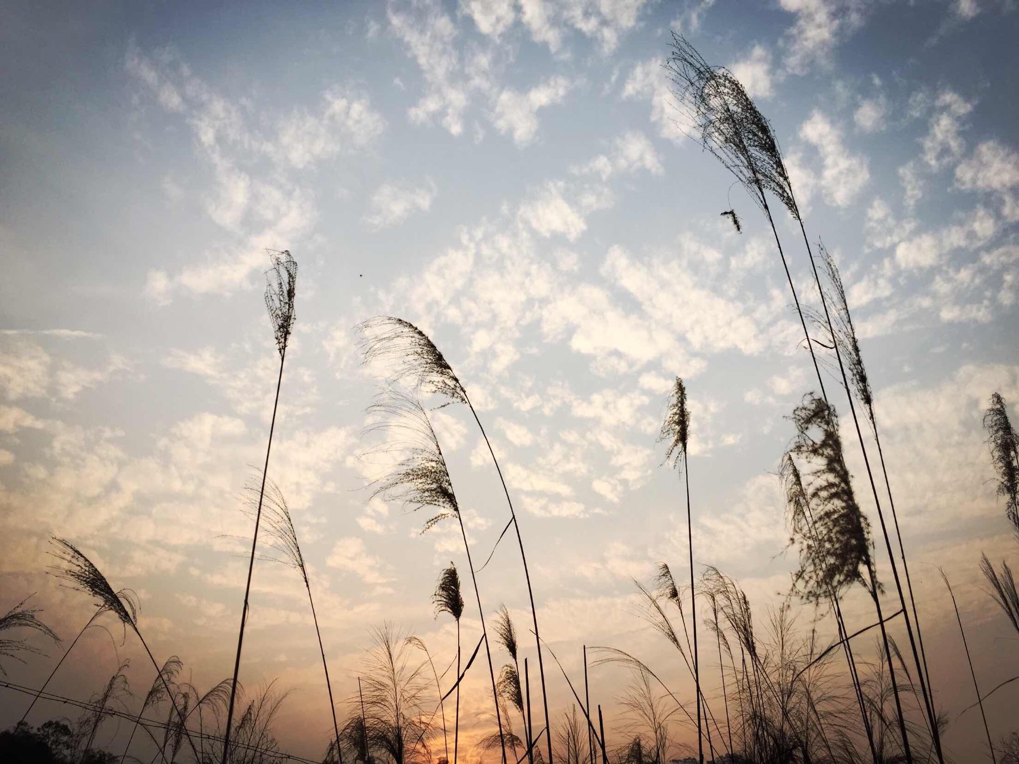 如何体验到像周杰伦《稻香》歌词中所描写的生活?