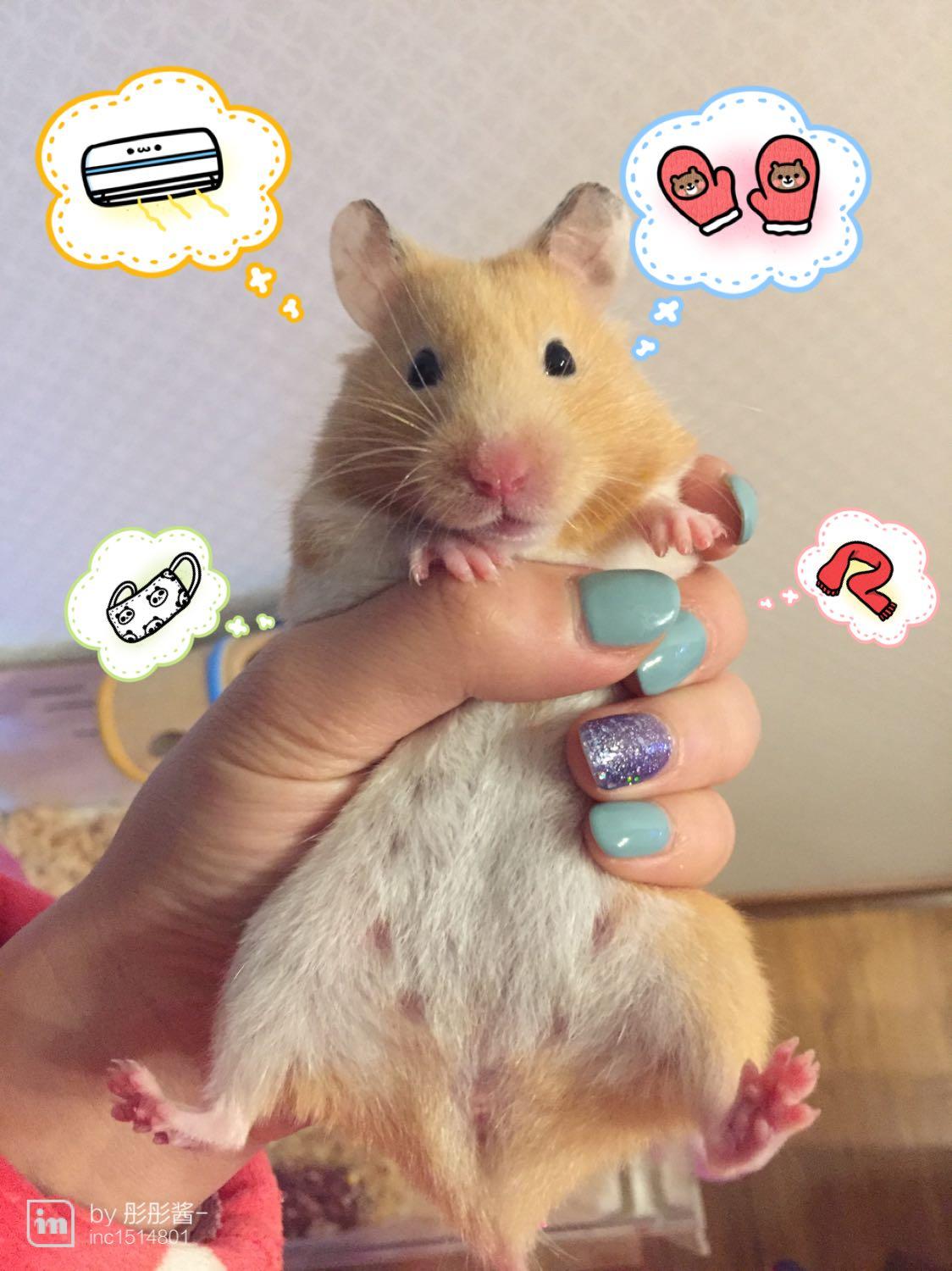 养老鼠是什么样的体验? - 俞喵喵的回答