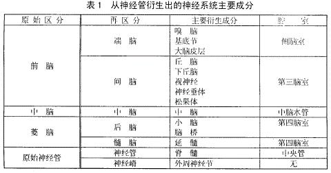 所有有大脑的动物的脑子都长这样吗?