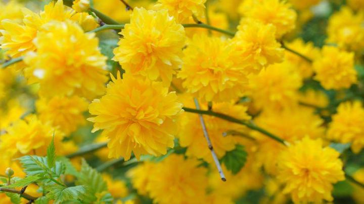 花名册 天下最好看的黄 知乎