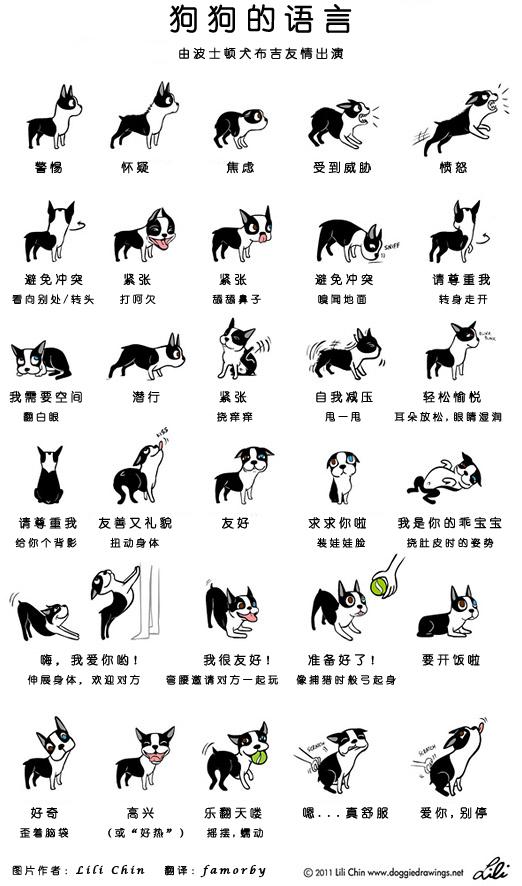 养一只金毛是种怎样的体验