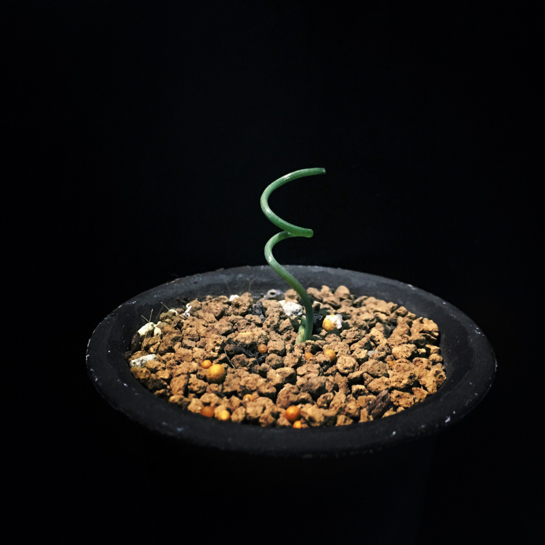 大家觉得网配圈大神有哪些?