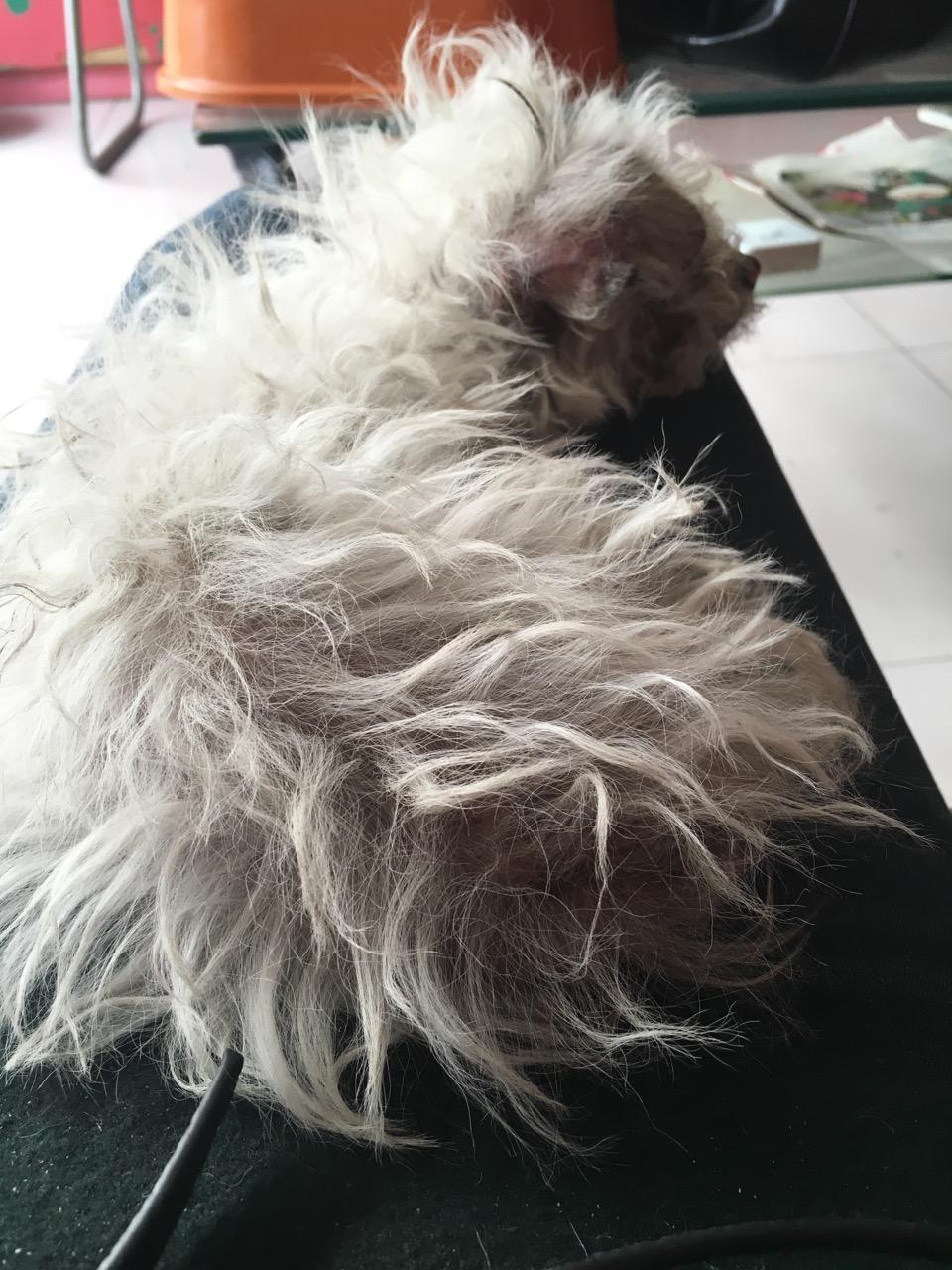 刚领养的田园奶猫体检,发现患有猫瘟、猫鼻支