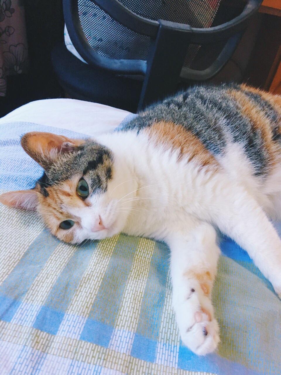 狗吃狗粮,猫吃猫粮。可不可以也做出一种人粮