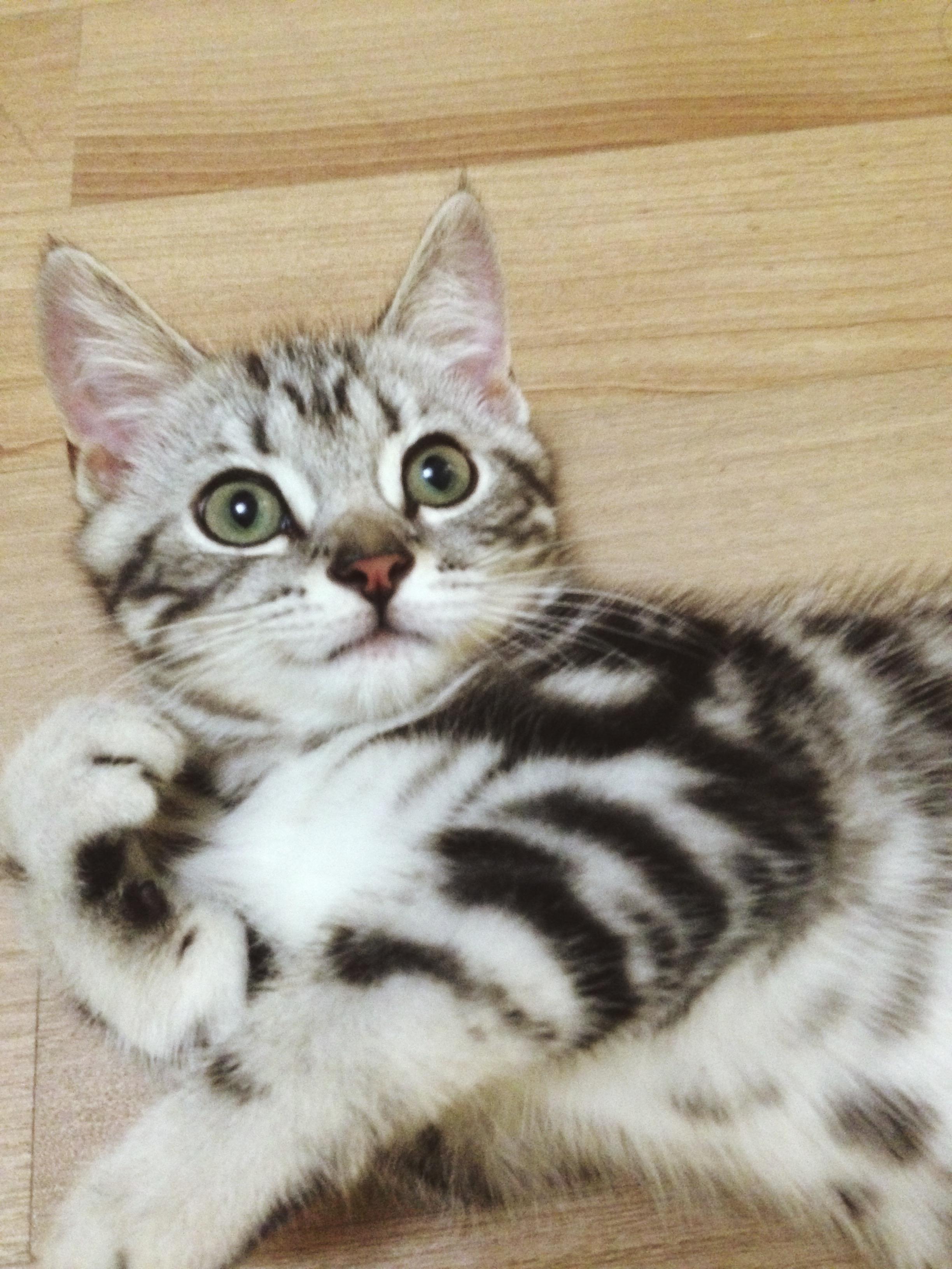 从此喵星人在蓝星过上了幸福的生活.完.