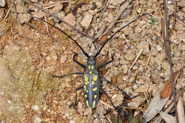 体长32～65毫米,阔 9～20毫米.是中国产天牛中较大的一种.