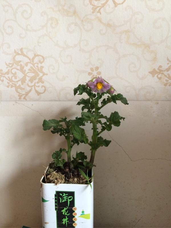 土豆发芽被我切了种上