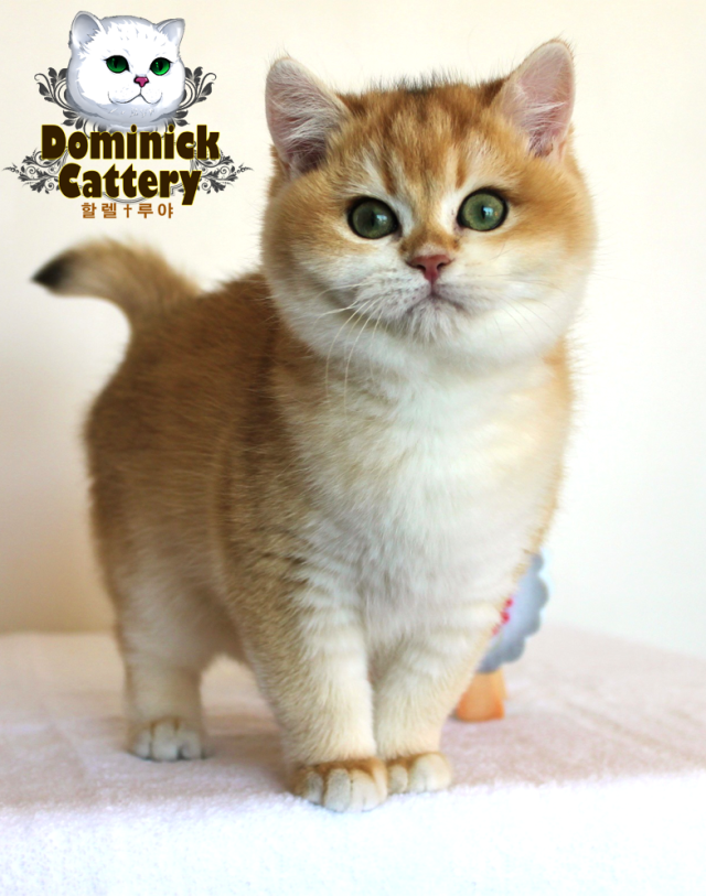 万能的大神们,我养了两只英短,一直以来特别想