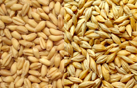 为什么主食是大米和小麦而不是小米和大麦其中的命名规则是什么