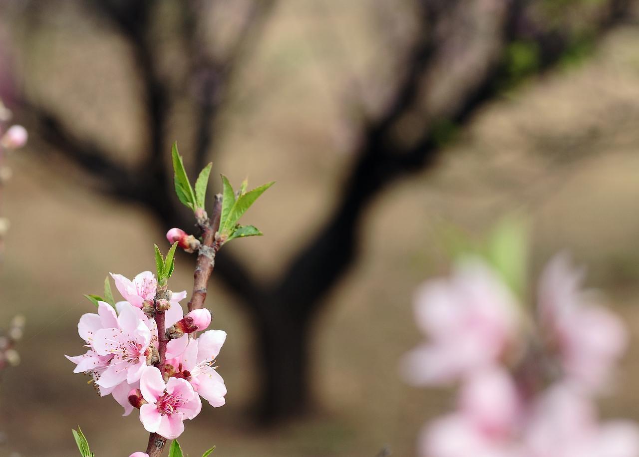 桃花灼灼玄都观