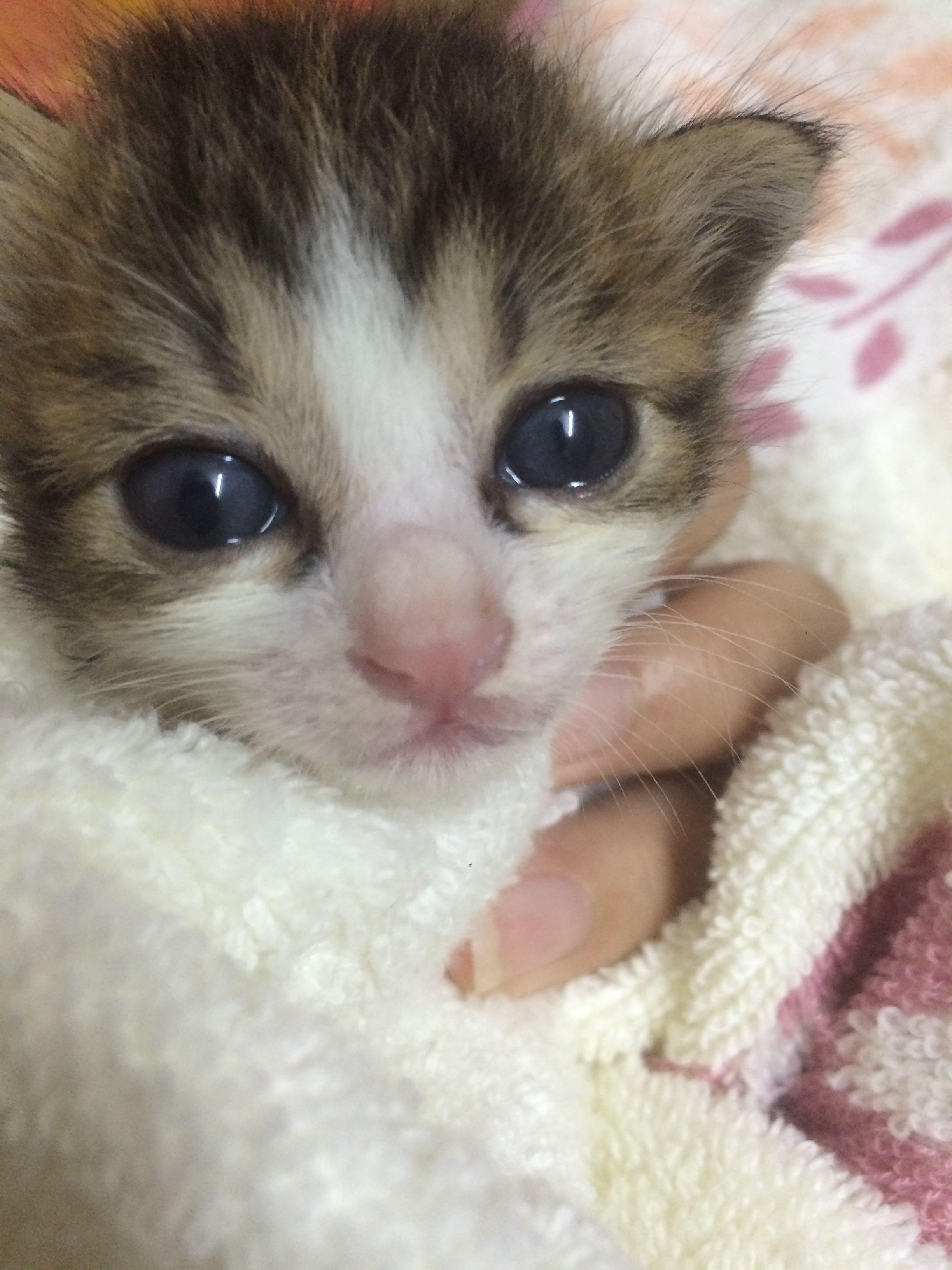 捡的刚出生的小奶猫不排便怎么办? - 橙子的心