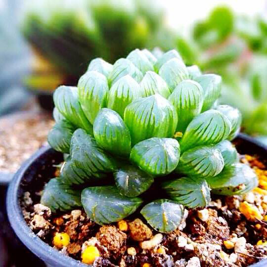 大家觉得网配圈大神有哪些?