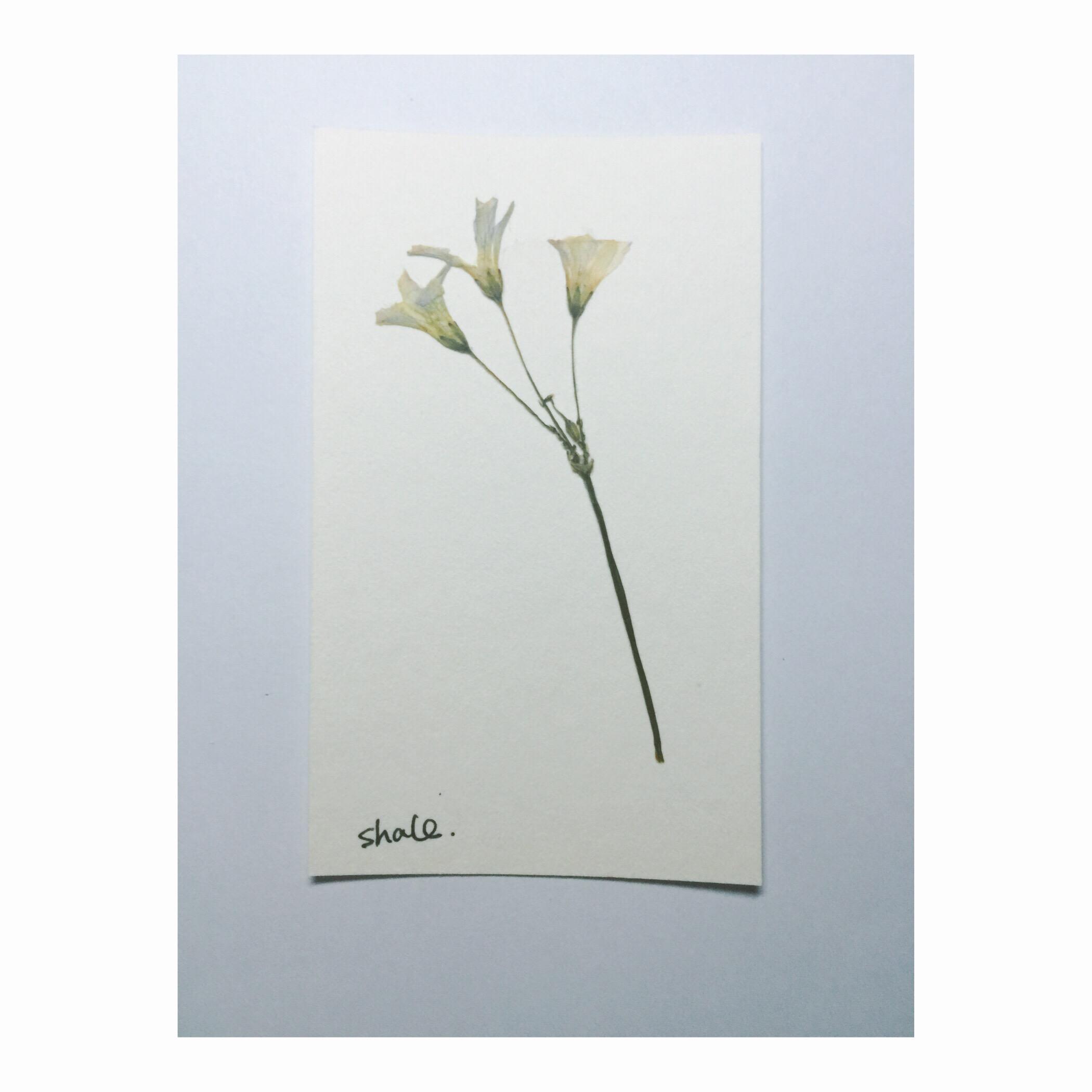 大家知道怎么把鲜花做成干花长久保存吗? - sh