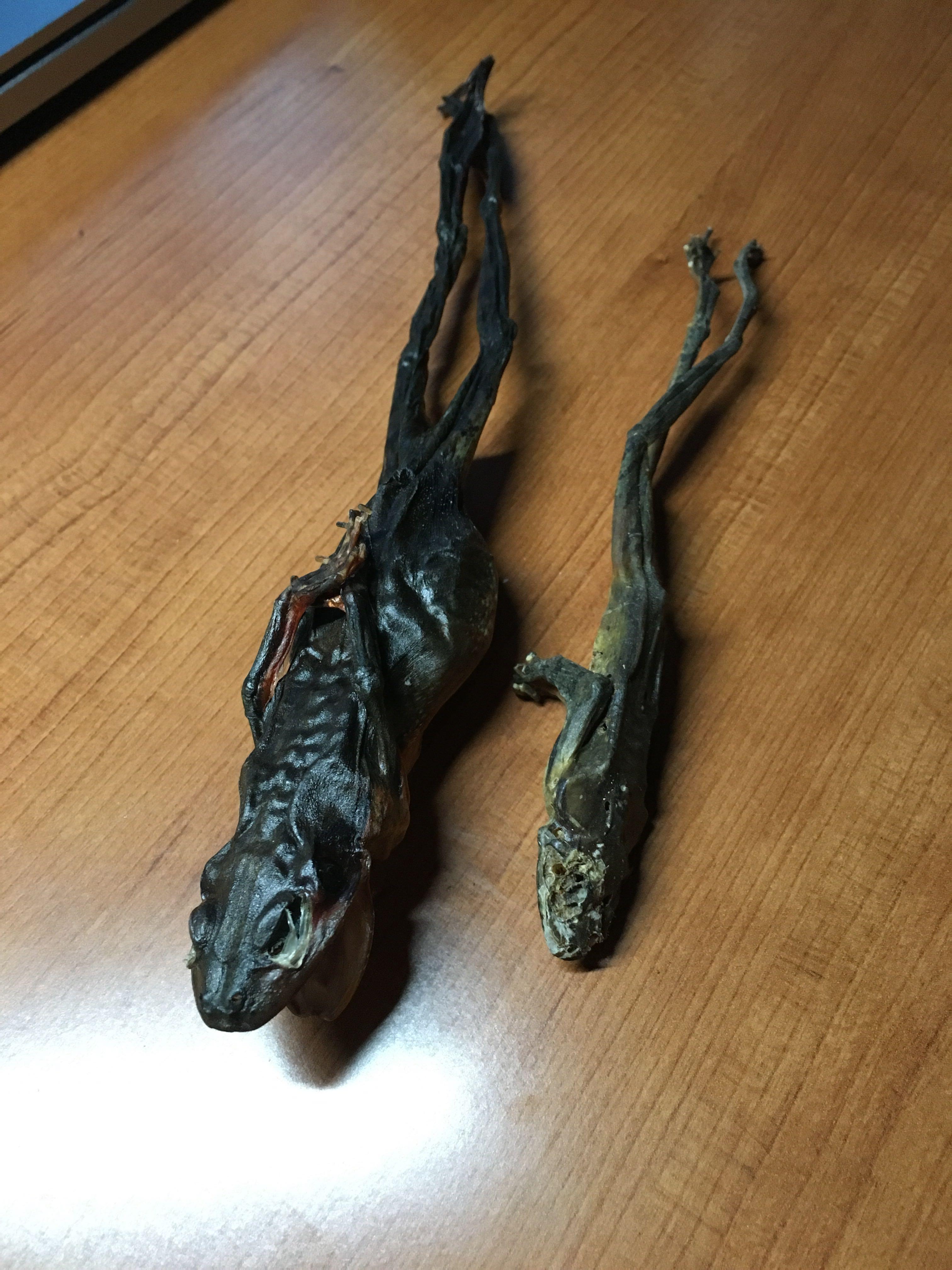 雪蛤到底是什么? - 薇若尼拉的回答