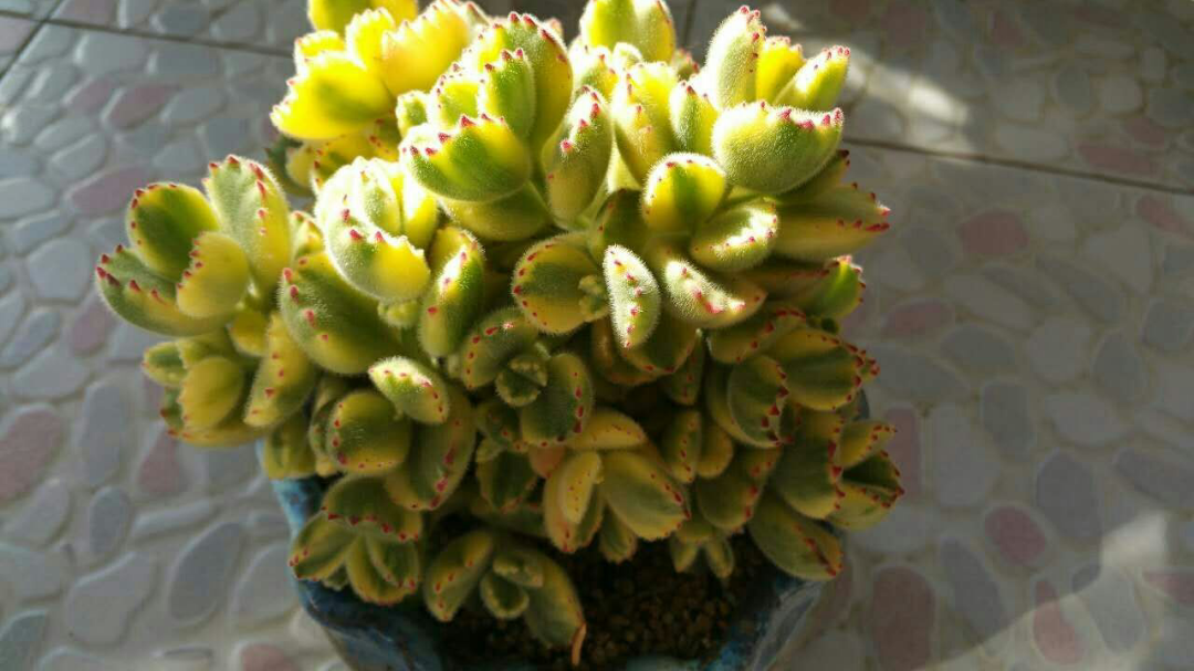 多肉植物熊童子,白熊怎么养才能出状态? - 匿名