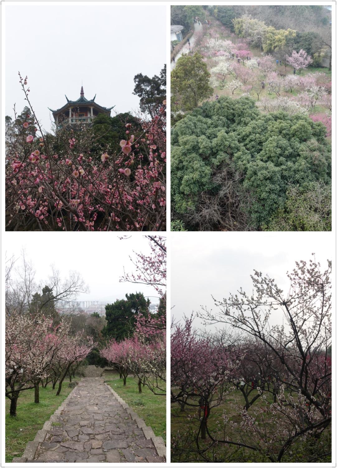 来无锡,请你吃小笼包 - 知乎