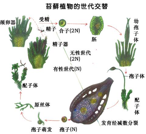 种子植物 知乎