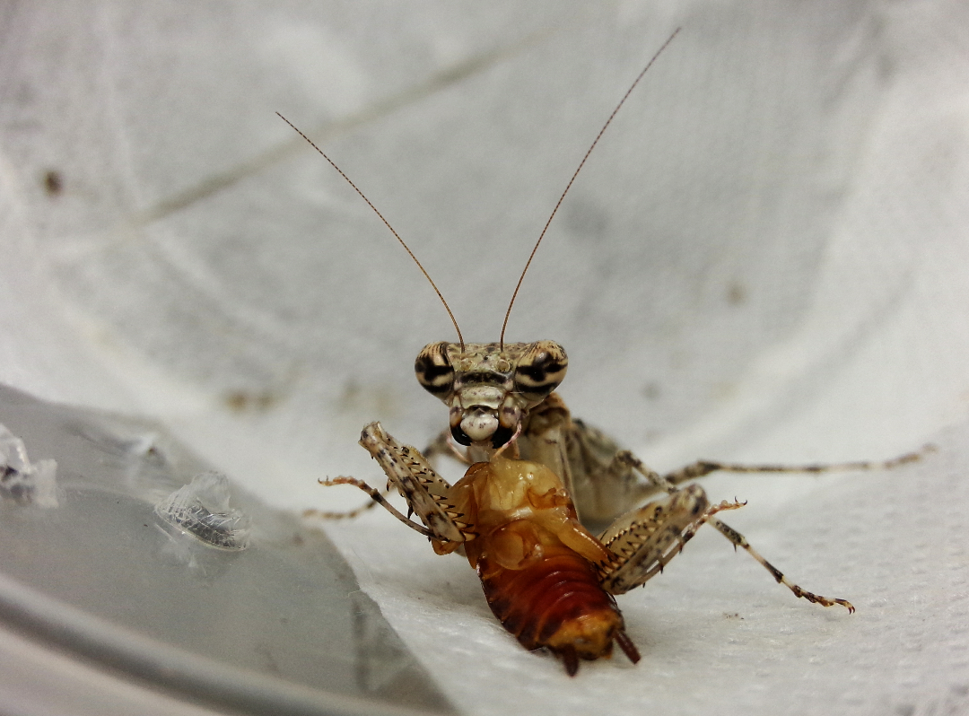 那大石纹螳,海南 老挝黑寡妇 华柔螳,广东 格里芬螳,马达加斯加